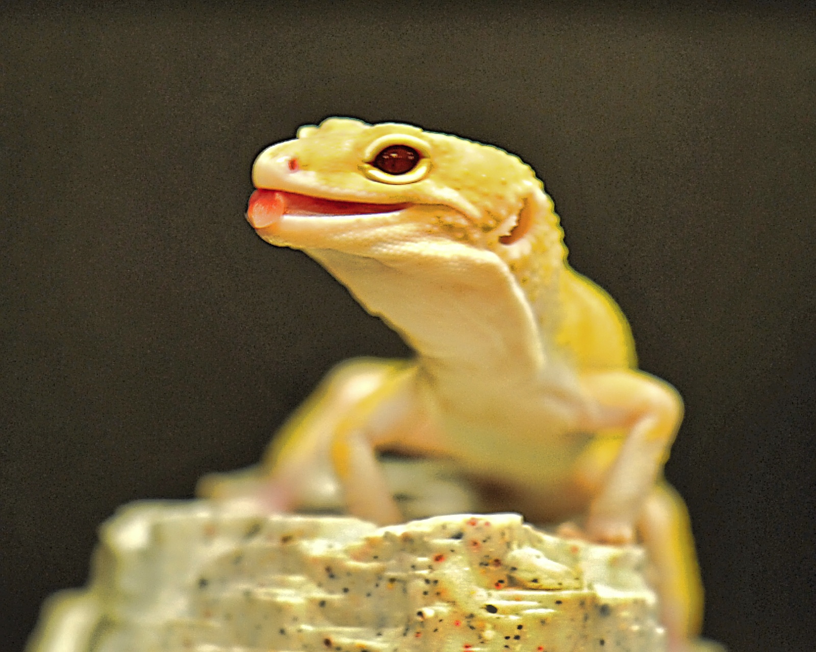 Sunglow Gecko 3
